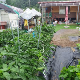 시민농장님의 고추 · 영농일지 작성글 사진