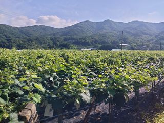 달빛이머무는곳님의 포도 · 영농일지 작성글 사진