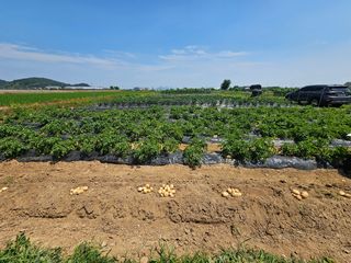 양파2732님의 기타작물 · 영농일지 작성글 사진