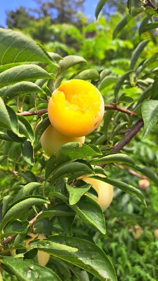 주윤발이님의 자두 · 영농일지 작성글 사진