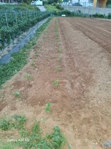 팜모닝 들깨·영농일지 게시글 이미지