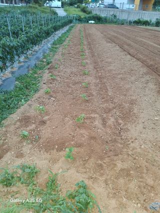 행복한누룩님의 들깨 · 영농일지 작성글 사진