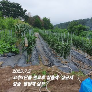 시민농장님의 고추 · 영농일지 작성글 사진