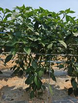 팜모닝 기타작물·영농일지 게시글 이미지