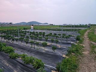 양파2732님의 기타작물 · 영농일지 작성글 사진