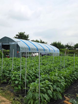 이천농부님의 기타작물 · 영농일지 작성글 사진