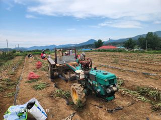 최은오님의 마늘 · 영농일지 작성글 사진