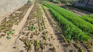 김영한님의 상추 · 영농일지 작성글 사진