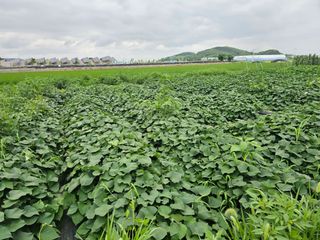 양파2732님의 고추 · 영농일지 작성글 사진