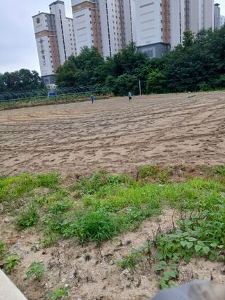 강지현님의 들깨 · 영농일지 작성글 사진