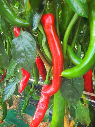 오이8898황산면님의 고추 · 영농일지 작성글 사진