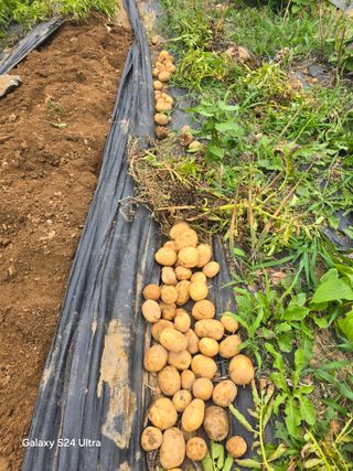 소병찬님의 감자 · 영농일지 작성글 사진