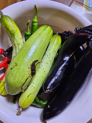 양파2732님의 고추 · 영농일지 작성글 사진