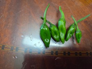 오현백님의 고추 · 영농일지 작성글 사진