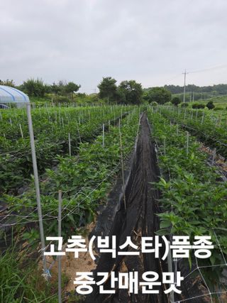 이천농부님의 기타작물 · 영농일지 작성글 사진