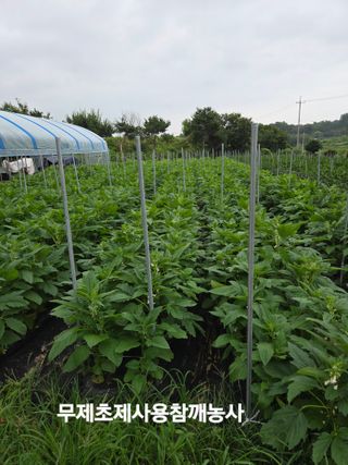 이천농부님의 기타작물 · 영농일지 작성글 사진
