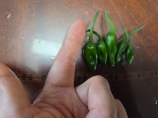 오현백님의 고추 · 영농일지 작성글 사진