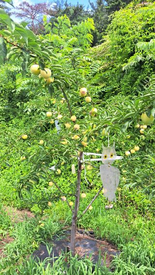 주윤발이님의 자두 · 영농일지 작성글 사진
