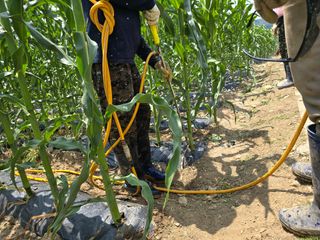 장관덕님의 기타작물 · 영농일지 작성글 사진