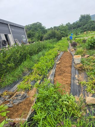 소병찬님의 감자 · 영농일지 작성글 사진
