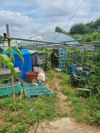 논산푸른팜님의 포도 · 영농일지 작성글 사진