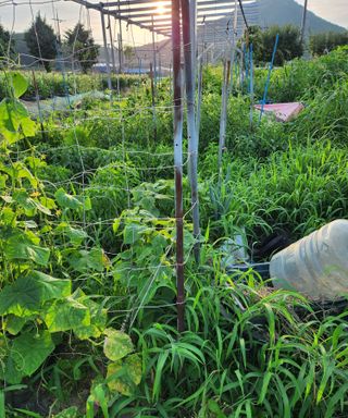 스마일00님의 기타작물 · 영농일지 작성글 사진