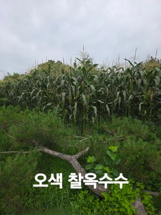 이천농부님의 기타작물 · 영농일지 작성글 사진