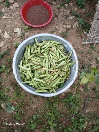 김명자님의 기타작물 · 영농일지 작성글 사진