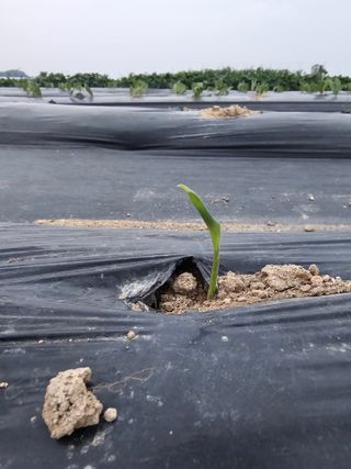 양파2732님의 기타작물 · 영농일지 작성글 사진