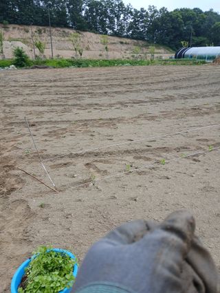 강지현님의 들깨 · 영농일지 작성글 사진