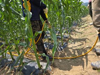 장관덕님의 기타작물 · 영농일지 작성글 사진