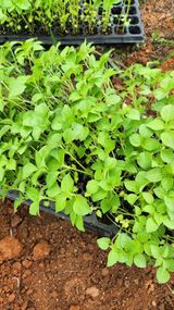 팜모닝 참깨·영농일지 게시글 이미지