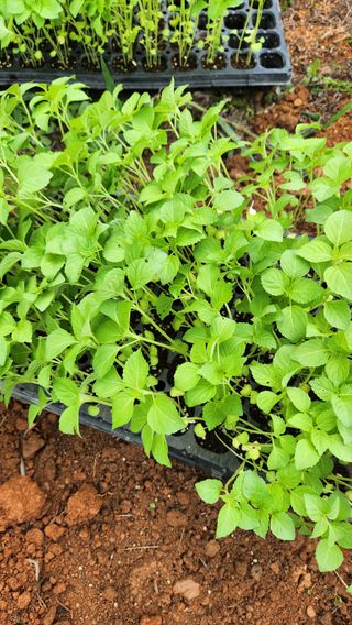 봉담고추님의 참깨 · 영농일지 작성글 사진