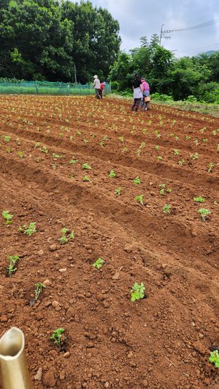 봉담고추님의 들깨 · 영농일지 작성글 사진