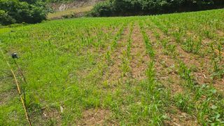 김주희님의 기타작물 · 영농일지 작성글 사진