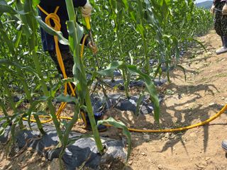 장관덕님의 기타작물 · 영농일지 작성글 사진