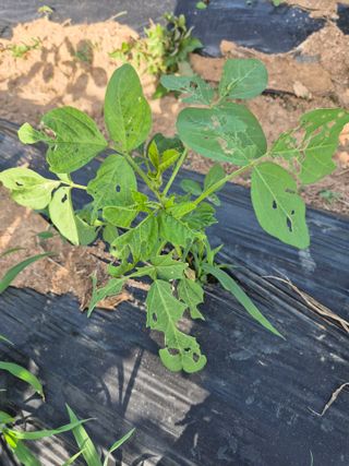 김기철님의 기타작물 · 영농일지 작성글 사진