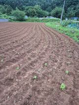 팜모닝 들깨·영농일지 게시글 이미지