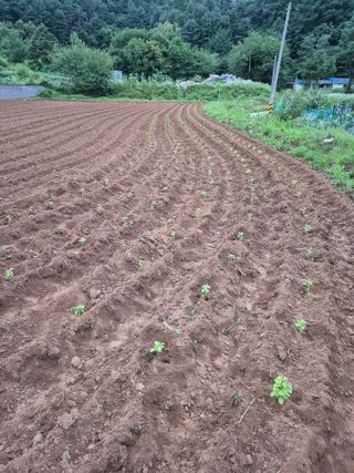 마늘16716님의 들깨 · 영농일지 작성글 사진