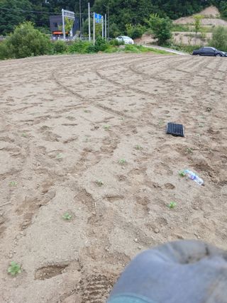 강지현님의 들깨 · 영농일지 작성글 사진