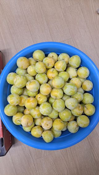 주윤발이님의 자두 · 영농일지 작성글 사진