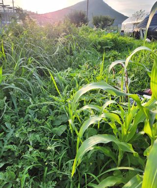 스마일00님의 기타작물 · 영농일지 작성글 사진