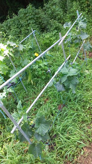 초보 구찌뽕님의 오이 · 영농일지 작성글 사진