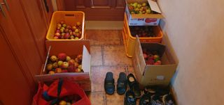 반성식님의 기타작물 · 영농일지 작성글 사진