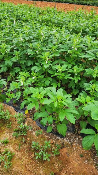 봉담고추님의 참깨 · 영농일지 작성글 사진