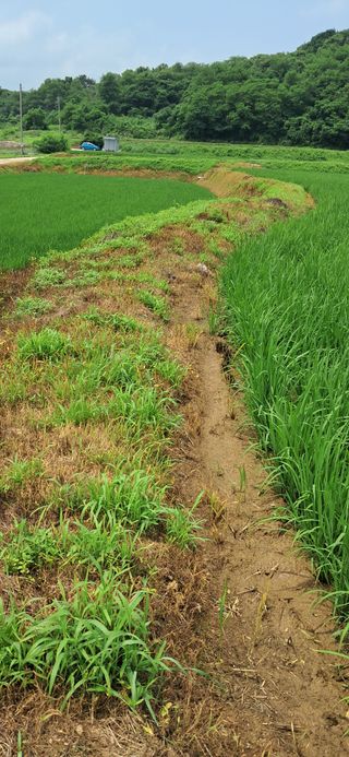 이복길님의 벼 · 영농일지 작성글 사진