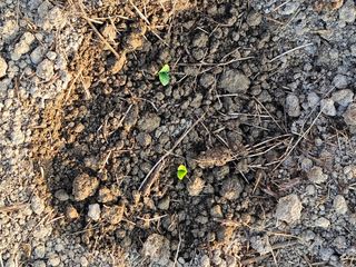 박원봉님의 호박 · 영농일지 작성글 사진