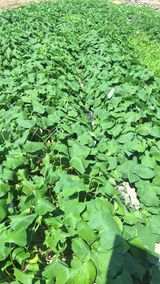 팜모닝 고구마·영농일지 게시글 이미지