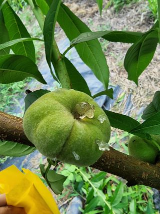 우묵골님의 복숭아 · 영농일지 작성글 사진