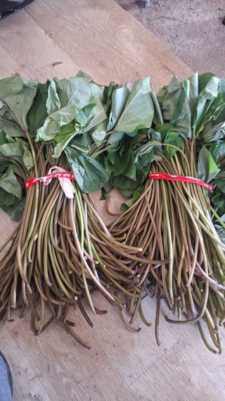 오남현님의 고구마 · 영농일지 작성글 사진